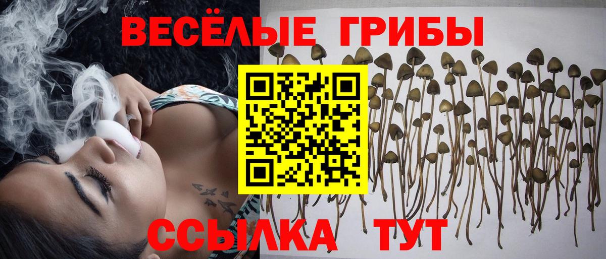 Тула  дарнет шоп  Вход с VPN  Псилоцибиновые грибы мицелий 